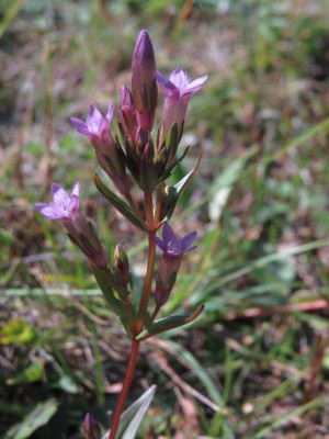 Gentianella amarella - ängsgentiana