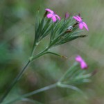 Dianthus armeria, knippnejlika - Askum, Håle