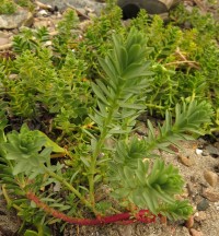 Euphorbia paralias, fetbladstörel